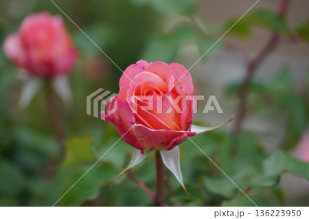 長野県坂城町のさかき千曲川バラ公園は山々に囲まれた千曲川のほとりに素晴らしいバラ公園があります。 136223950