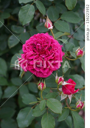 長野県坂城町のさかき千曲川バラ公園は山々に囲まれた千曲川のほとりに素晴らしいバラ公園があります。 136223952