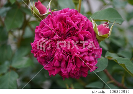 長野県坂城町のさかき千曲川バラ公園は山々に囲まれた千曲川のほとりに素晴らしいバラ公園があります。 136223953