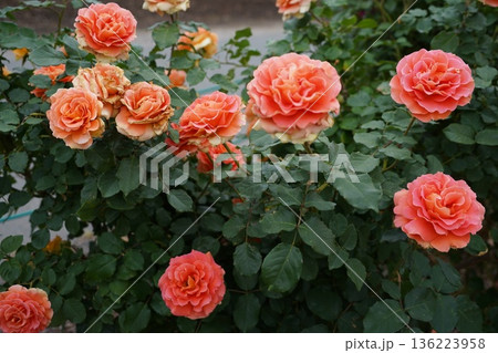 長野県坂城町のさかき千曲川バラ公園は山々に囲まれた千曲川のほとりに素晴らしいバラ公園があります。 136223958