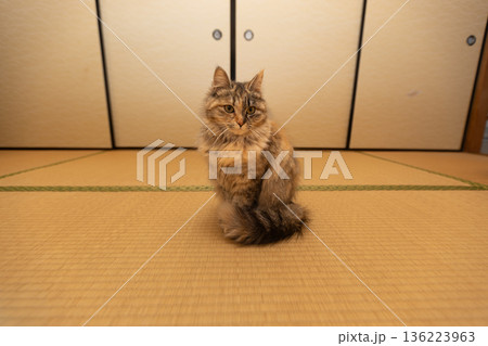 畳の部屋と猫　和室にいる日本のサビネコ 136223963