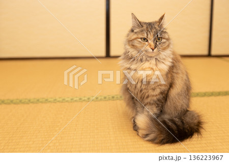 畳の部屋と猫　和室にいる日本のサビネコ 136223967