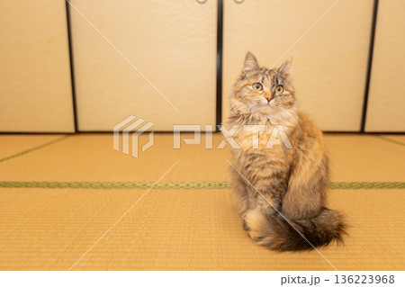 畳の部屋と猫　和室にいる日本のサビネコ 136223968