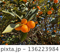 木に実った金柑 136223984