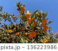 青空に映える、キンカン 136223986