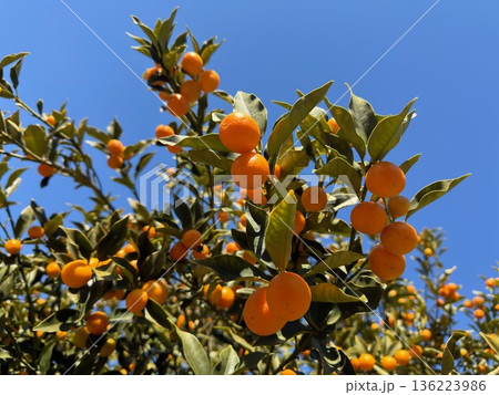 青空に映える、キンカン 136223986