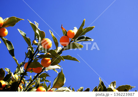 青空に映える金柑 136223987