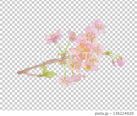河津櫻花水彩插畫 136224020