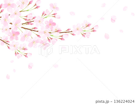 満開の桜と青空の背景イラスト 136224024