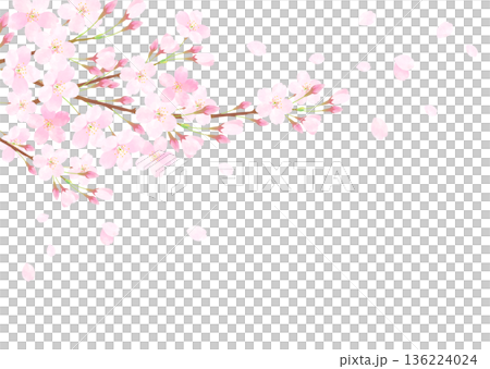 満開の桜と青空の背景イラスト 136224024
