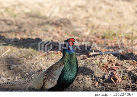日本の国鳥、キジの雄。　道端にいるカラフルな雉 136224067