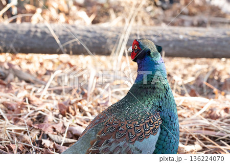 日本の国鳥、キジの雄。 道端にいるカラフルな雉 日本の国鳥、キジの雄。 道端にいるカラフルな雉 136224070