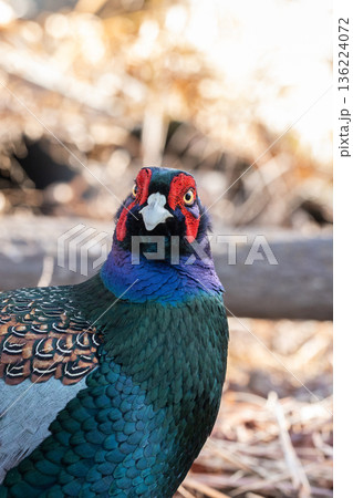 日本の国鳥、キジの雄。 道端にいるカラフルな雉 日本の国鳥、キジの雄。 道端にいるカラフルな雉 136224072