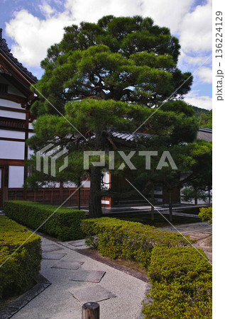 静寂に包まれた日本庭園の松と小径 静寂に包まれた日本庭園の松と小径 136224129