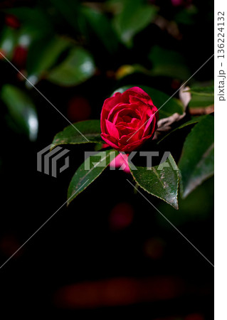 赤い山茶花の花一輪 赤い山茶花の花一輪 136224132