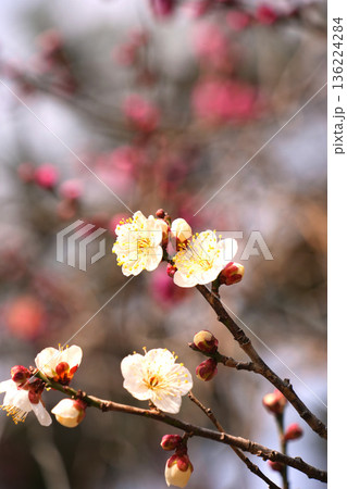 開花し始めた白い梅の花 開花し始めた白い梅の花 136224284