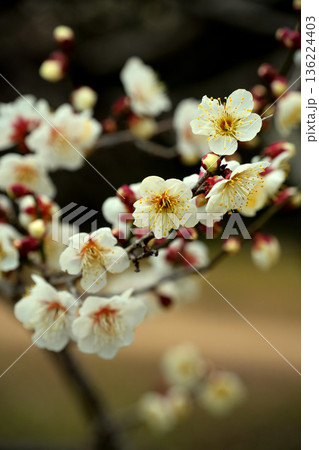 春の訪れを告げる白い梅の花 春の訪れを告げる白い梅の花 136224403