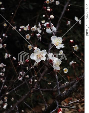 一重の白い花をつけたウメの枝(花とつぼみをつけた源内山緑地の白梅) 一重の白い花をつけたウメの枝(花とつぼみをつけた源内山緑地の白梅) 136224482