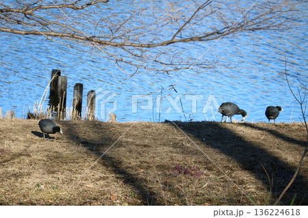 冬の岸辺でエサを探すオオバン　古河公園 136224618