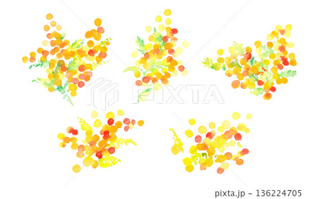 水彩画。水彩タッチのミモザのベクターイラスト。春のミモザ水彩フレーム。 水彩画。水彩タッチのミモザのベクターイラスト。春のミモザ水彩フレーム。 136224705