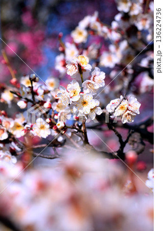 春の訪れを告げる白い梅の花 136224736