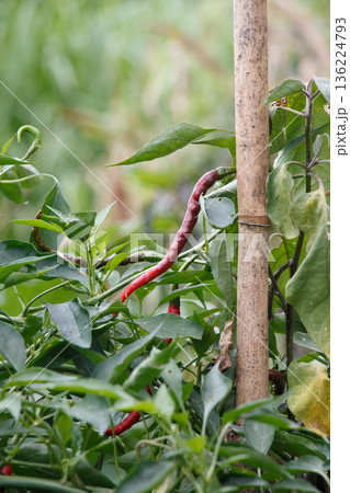 畑の生える赤い唐辛子　家庭菜園のイメージ 136224793