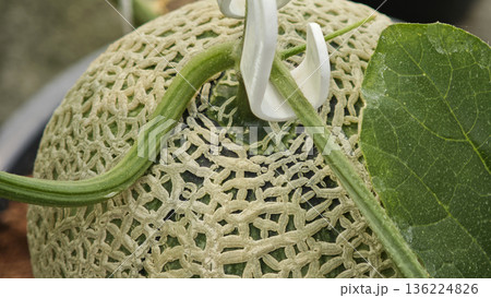 Close up Melon plant growing in organic garden Close up Melon plant growing in organic garden 136224826