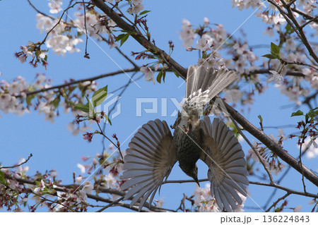 桜の木にとまるヒヨドリ 136224843