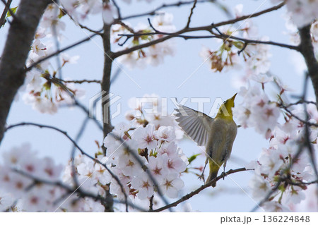 桜を飛ぶヒヨドリ 桜を飛ぶヒヨドリ 136224848