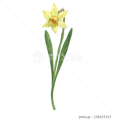 Yellow daffodil flower, hand painted in watercolor Yellow daffodil flower, hand painted in watercolor 136225317