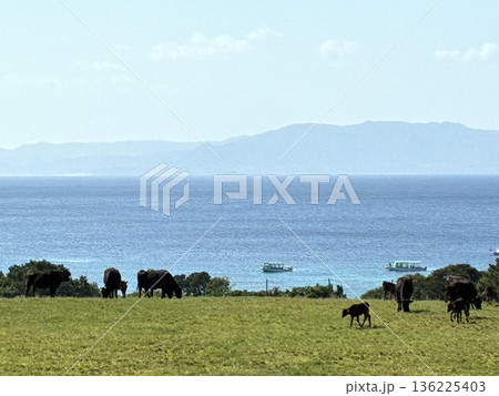 石垣島大崎牧場の牛たち 石垣島大崎牧場の牛たち 136225403