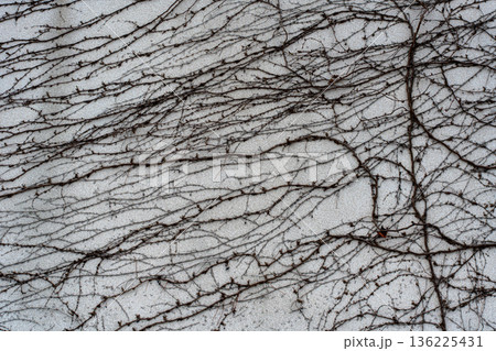 白い壁の上の葉の落ちた冬のツタ 白い壁の上の葉の落ちた冬のツタ 136225431