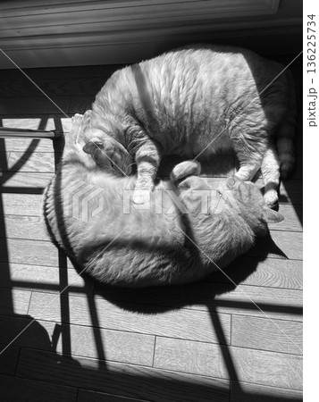 日差しの中で寄り添う二匹の猫 日差しの中で寄り添う二匹の猫 136225734