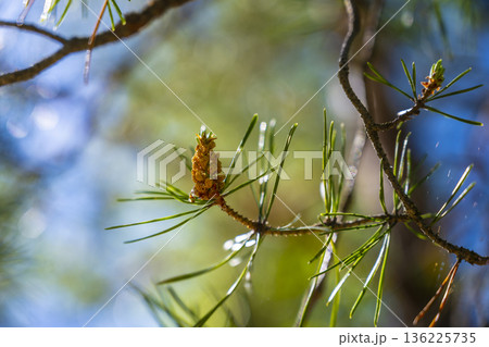Tranquil scene of needles illuminated with shimmering dew. Peaceful natural setting showcasing dewformed droplets on thin pine foliage 136225735