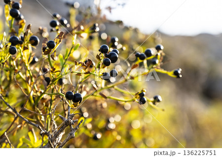 Black berries shaded by sunlight amid withered foliage, Sunkissed wild black berries cling to branches among withered autumn leaves Black berries shaded by sunlight amid withered foliage, Sunkissed wild black berries cling to branches among withered autumn leaves 136225751