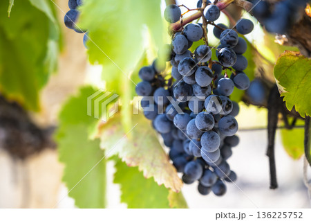 Fresh blue grapes basking in sunshine, Abundant blue grapes hanging on vine illuminated by morning sunlight and dewy freshness Fresh blue grapes basking in sunshine, Abundant blue grapes hanging on vine illuminated by morning sunlight and dewy freshness 136225752