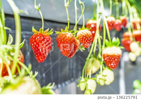 赤く実ったイチゴの果実　ハウスのいちご狩り 136225791
