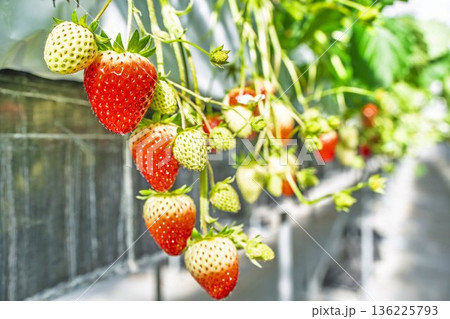 赤く実ったイチゴの果実 ハウスのいちご狩り 赤く実ったイチゴの果実 ハウスのいちご狩り 136225793