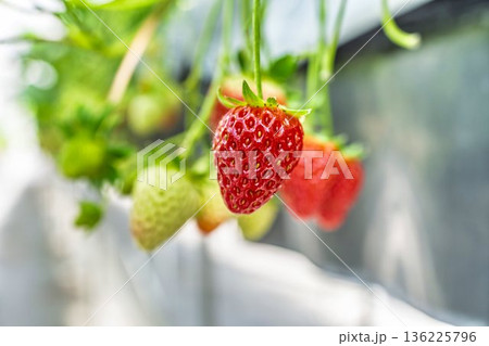赤く実ったイチゴの果実　ハウスのいちご狩り 136225796