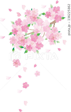 手描き水彩の桜のイラスト。春のお祝い、卒業、入学、和風デザインの背景素材 手描き水彩の桜のイラスト。春のお祝い、卒業、入学、和風デザインの背景素材 136225862