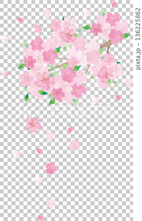 手描き水彩の桜のイラスト。春のお祝い、卒業、入学、和風デザインの背景素材 手描き水彩の桜のイラスト。春のお祝い、卒業、入学、和風デザインの背景素材 136225862