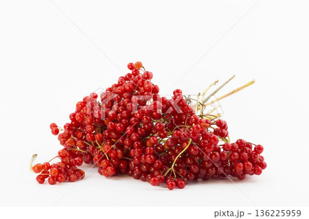 Red viburnum branches on white background Red viburnum branches on white background 136225959