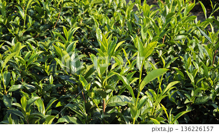 Green tea in the tea plantations in northern Thailand. Green tea in the tea plantations in northern Thailand. 136226157