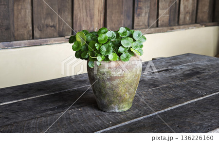 Centella asiatica in a pot Centella asiatica in a pot 136226160