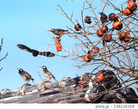 青空と熟した柿に群れるムクドリ（弘法大師堂の柿の木と椋鳥） 136226168