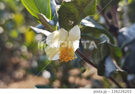 Green tea flowers in the garden Green tea flowers in the garden 136226203