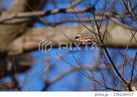 木に止まるミヤマホオジロ 136226437