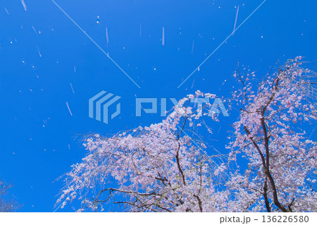 桜吹雪舞う 桜吹雪舞う 136226580