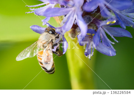 花にとまるミツバチ 花にとまるミツバチ 136226584