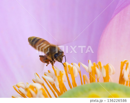 蓮の蜜を求めるミツバチ 136226586